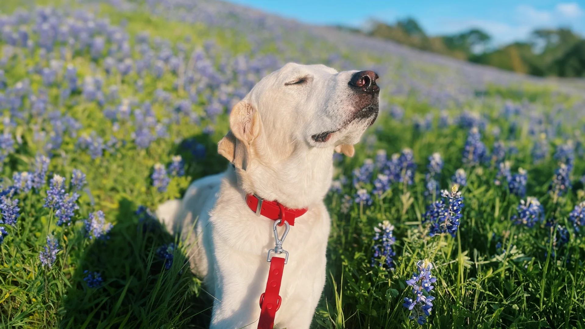 Naturally Healthier Pet Supplies Today