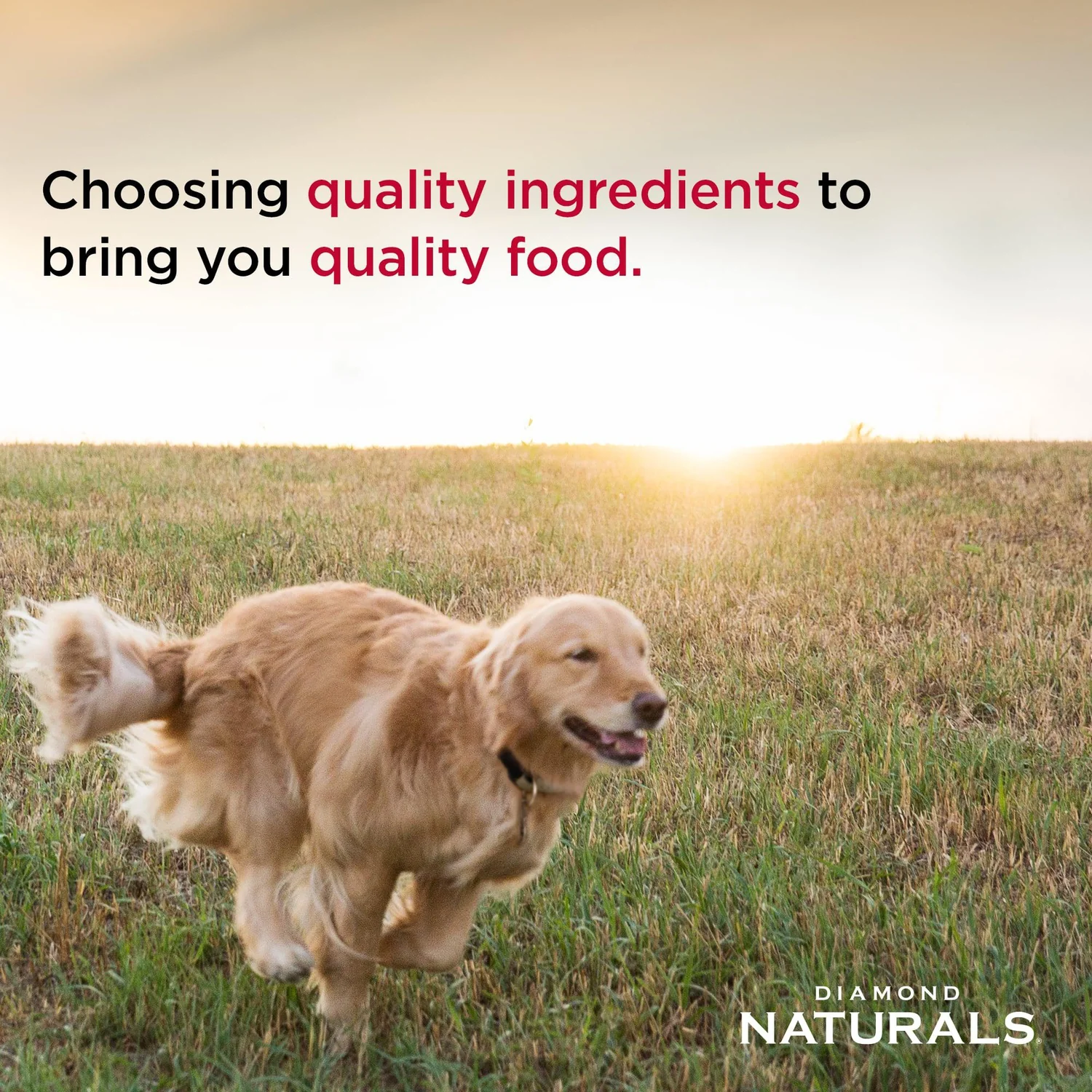 Diamond Naturals Beef Meal and Rice Formula Adult Dry Dog Food - Image 4