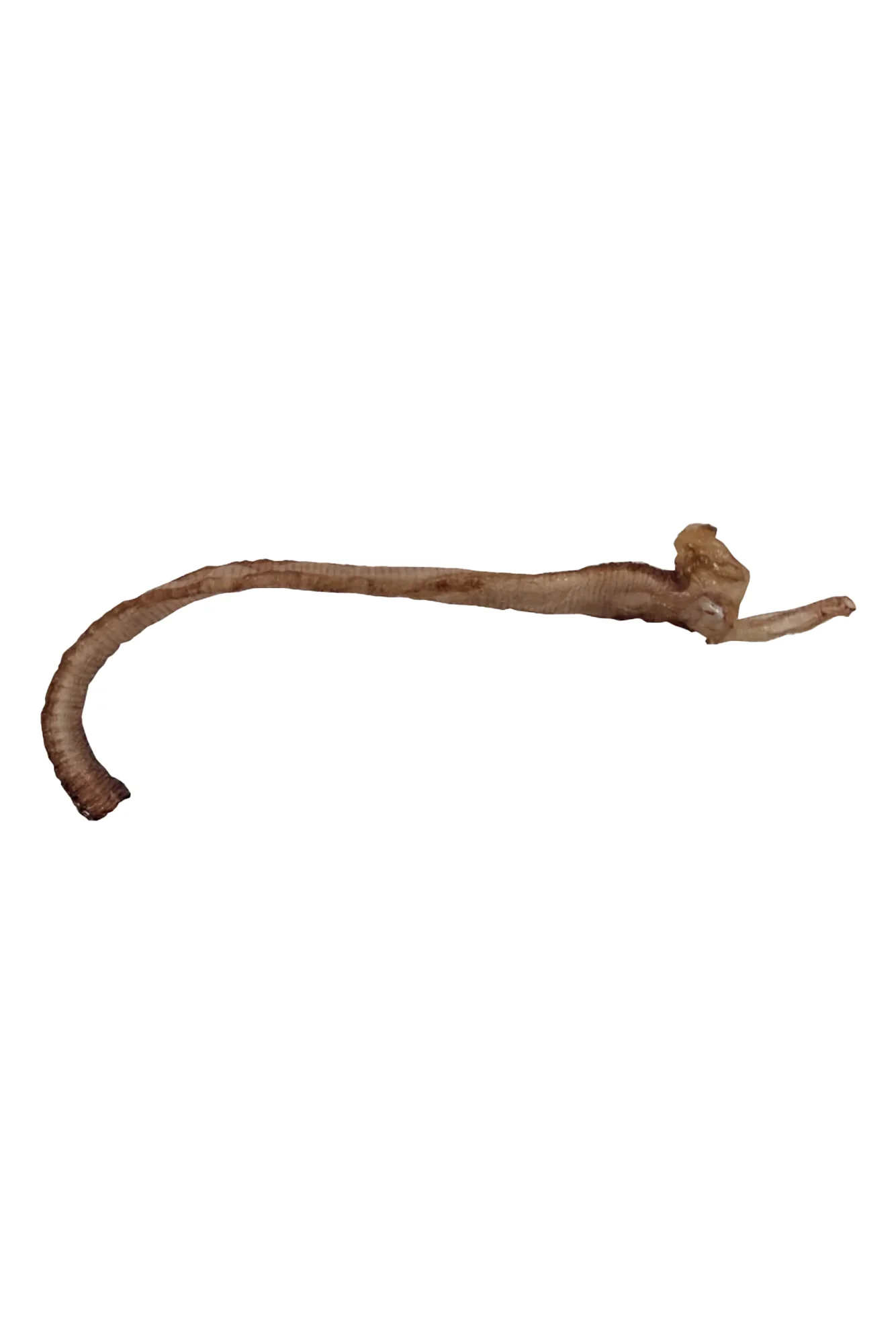 Furever Fierce Duck Trachea Freeze-Dried Dog Treats - Image 3