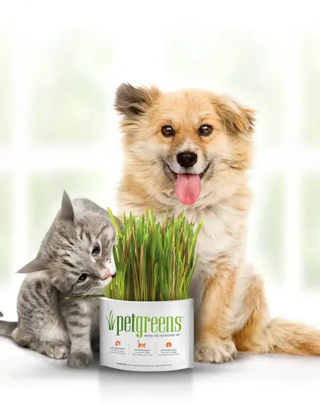 Pet Greens Oat, Rye and Barley Blend Self Grow Kit - Image 3