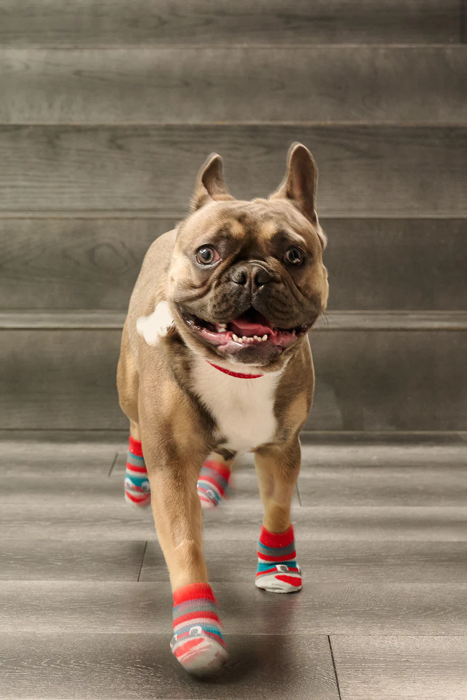 RC Pets Sporty Pawks Charcoal Heather 4 Pack Dog Socks - Image 2