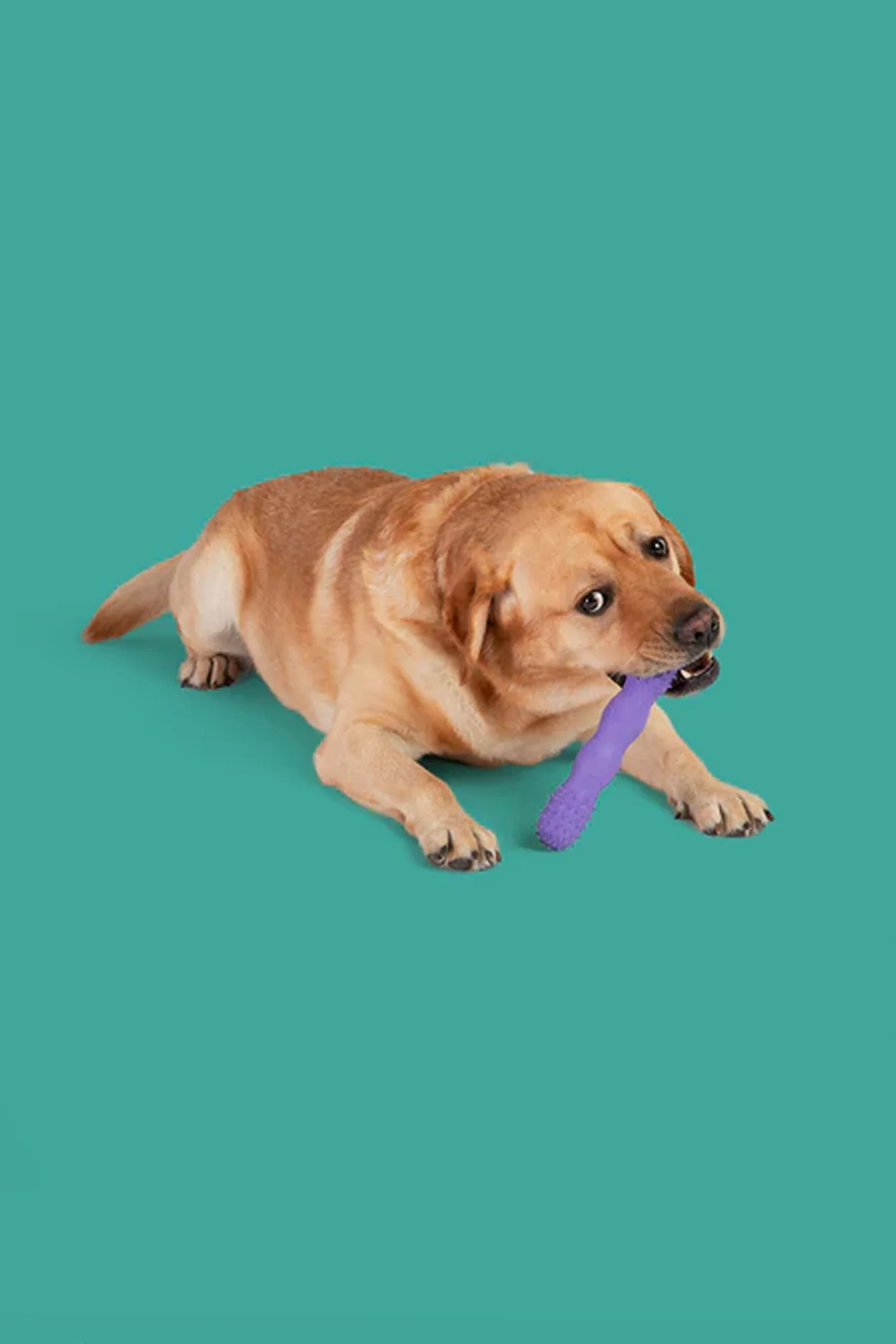 Yomp Toothbuddy Dog Toy - Image 4