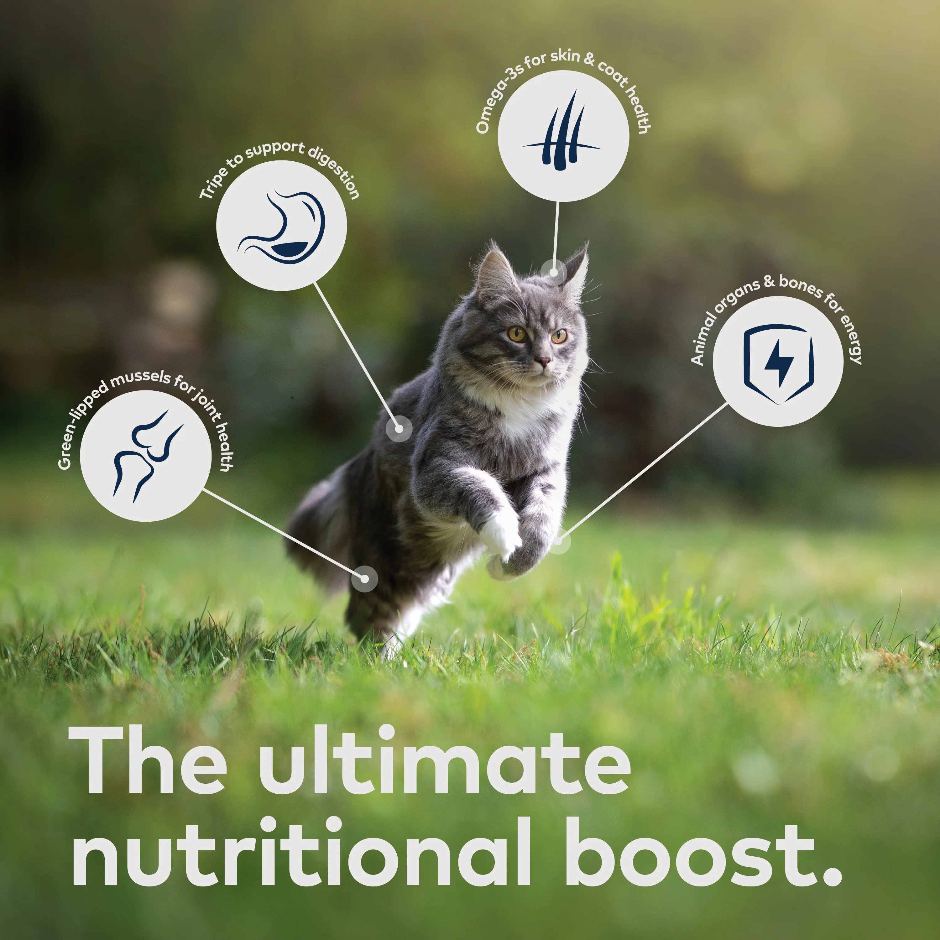 ZIWI Chicken Air Dried Cat Food - Image 7